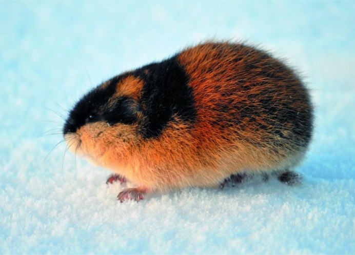 Амурский лемминг