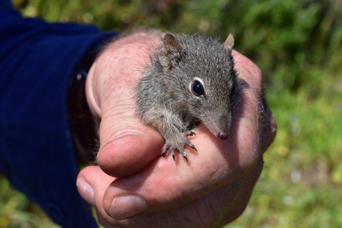 Этрусская землеройка