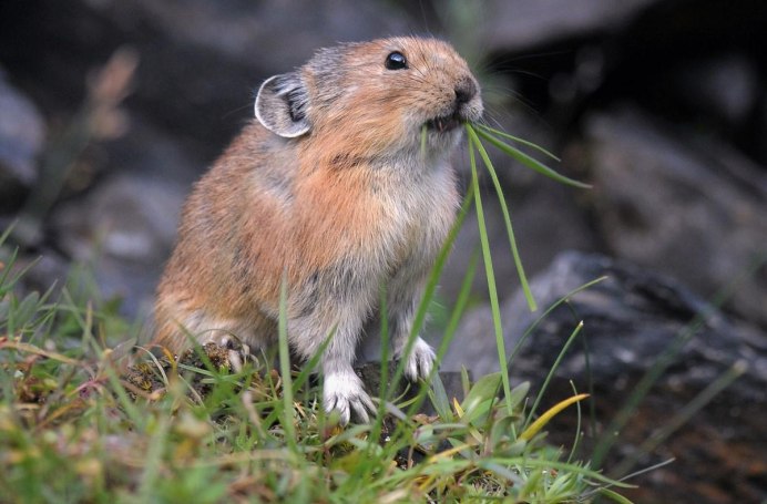 Северная пищуха