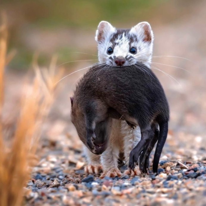 Кожанок Северный Eptesicus nilssoni