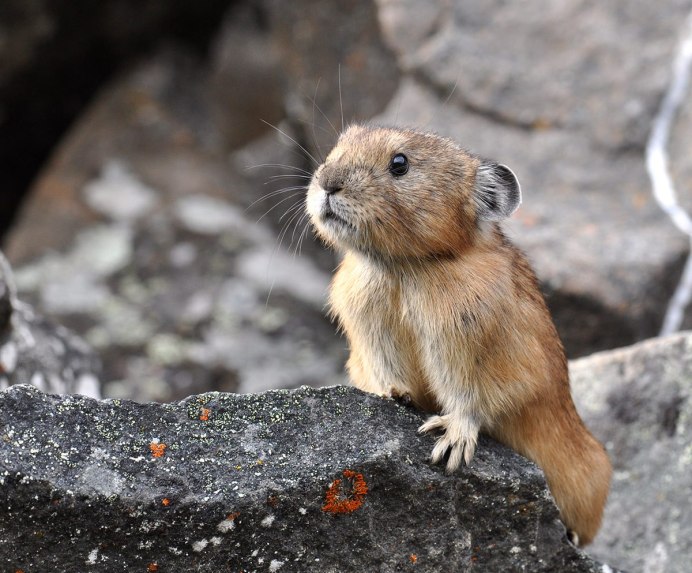 Илийская пищуха