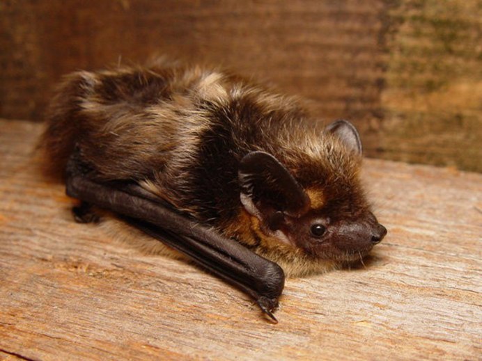 Усатая ночница Myotis mystacinus