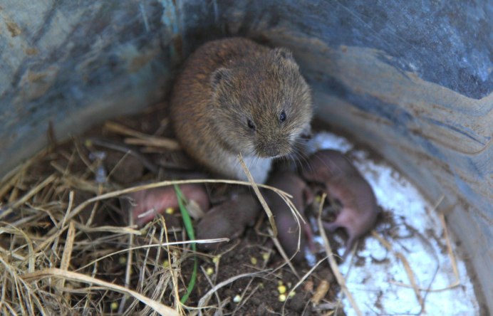 Пищуха Алтайская сеноставка
