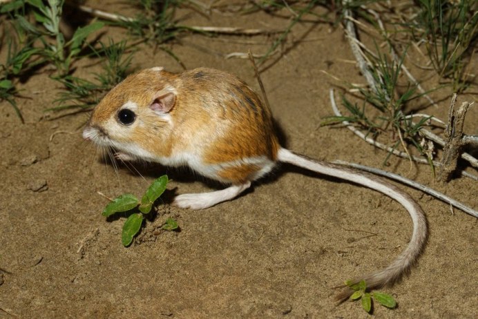 Сумчатые крысы Австралии