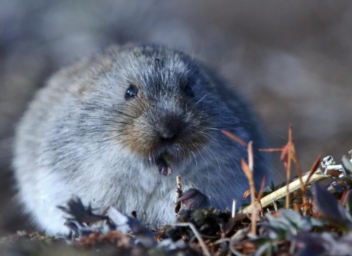 Амурский лемминг