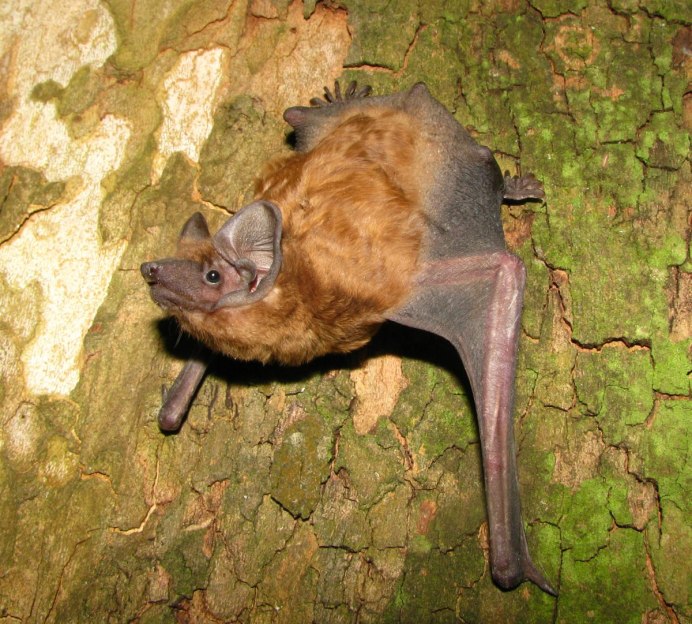 Ночница остроухая (Myotis blythii)