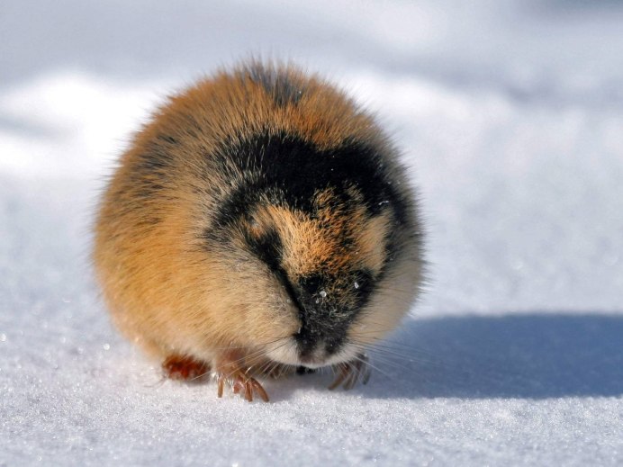 Пеструшка лемминг