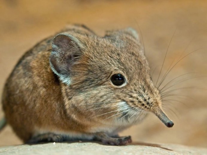 Сумчатый тушканчик