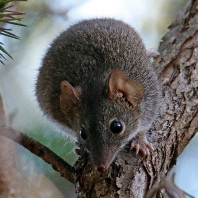 Зверёк пищуха