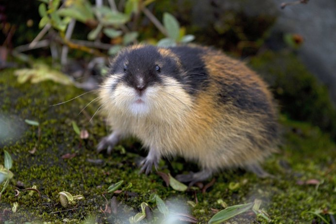 Крапчатая сумчатая куница