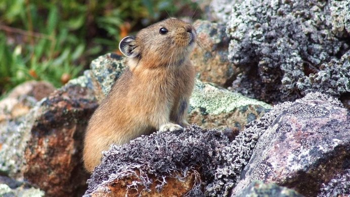 Сибирский лемминг Lemmus sibiricus