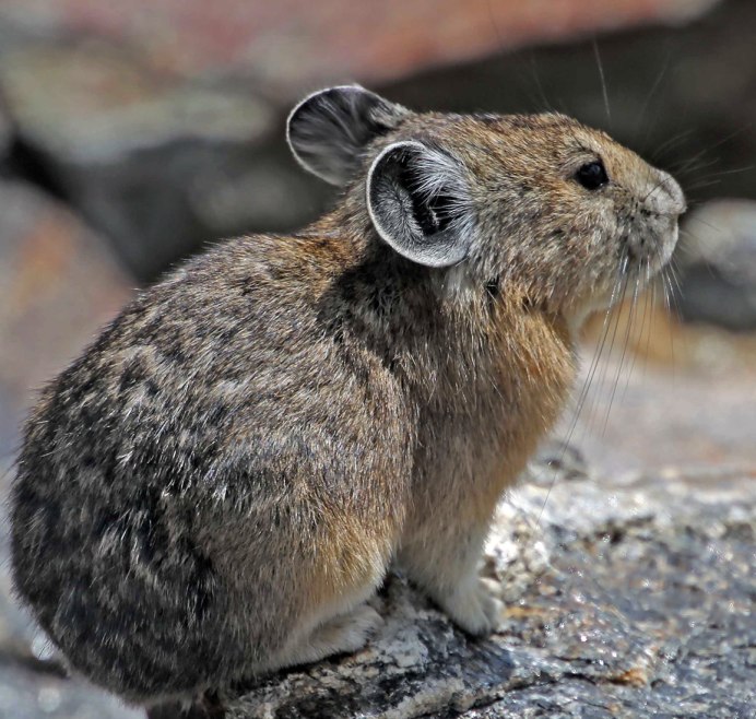 Кенгуровые крысы (сумчатые)