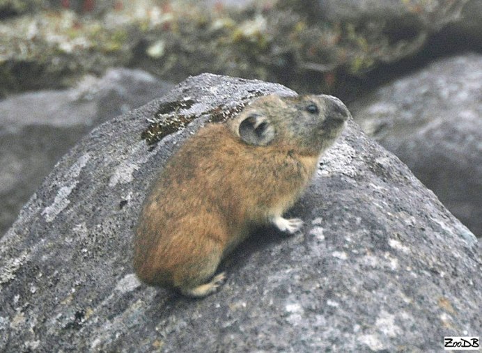 Карликовый тушканчик красная