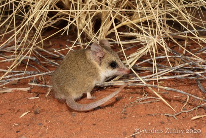 Мускусная кенгуровая крыса