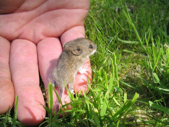 Пищухи зайцеобразные