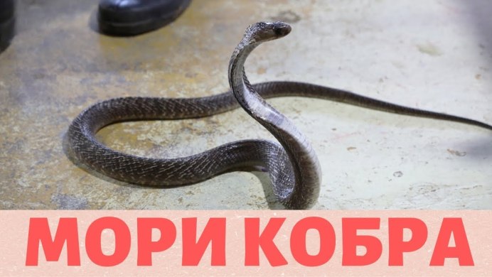 Королевская Кобра