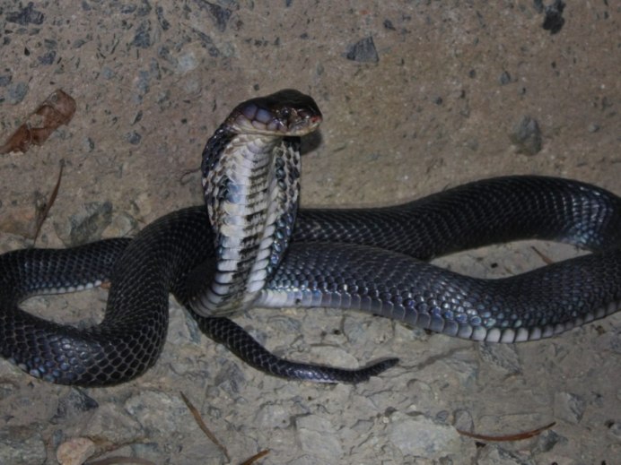 Naja sumatrana