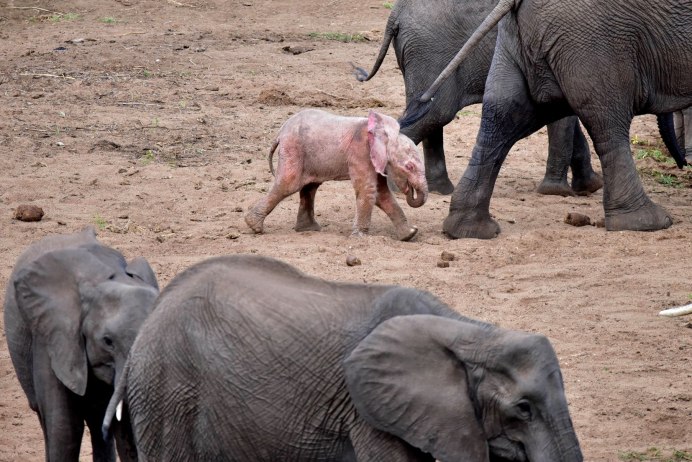 Розовый слон в природе