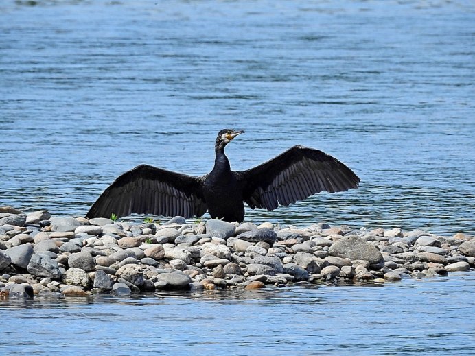 Phalacrocorax Carbo птица