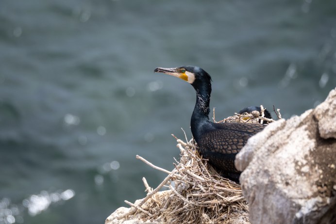 Большой Баклан Phalacrocorax Carbo