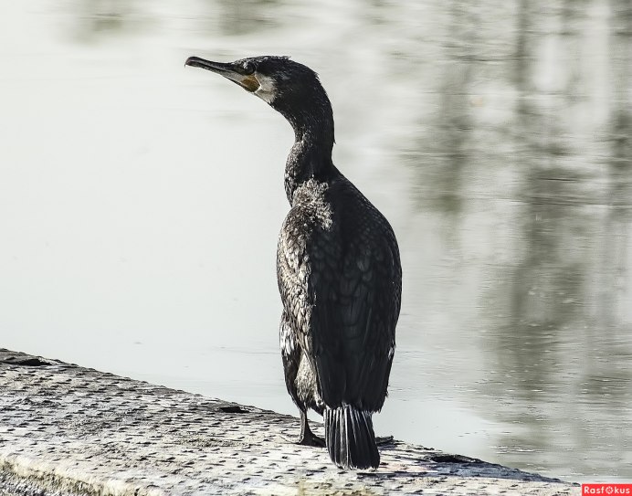 Большой Баклан – Phalacrocorax Carbo (l.)