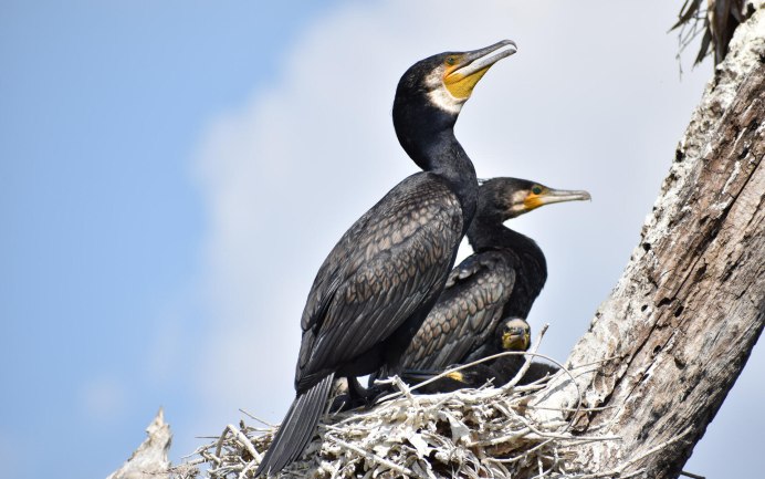 Хохлатый Баклан Phalacrocorax Aristotelis