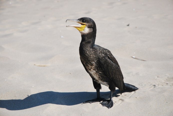 Cormorant SC пара