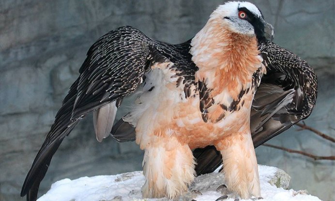 Канюк Стервятник