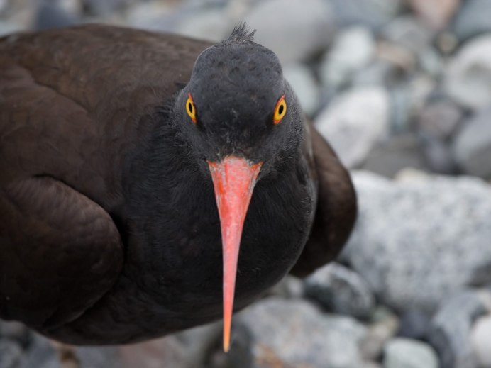 The Black Oystercatcher (Haematopus bachmani)