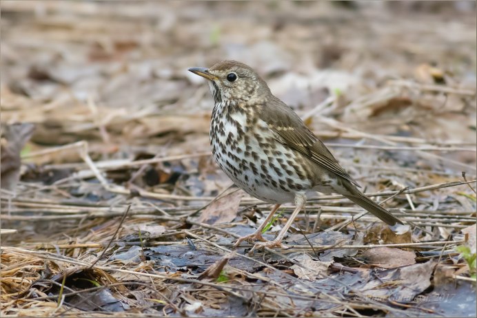 Thrush птица
