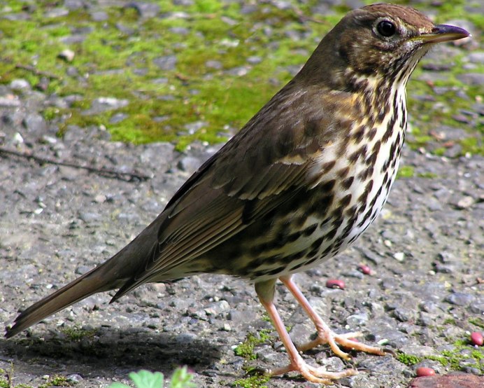 Бледногрудый Дрозд