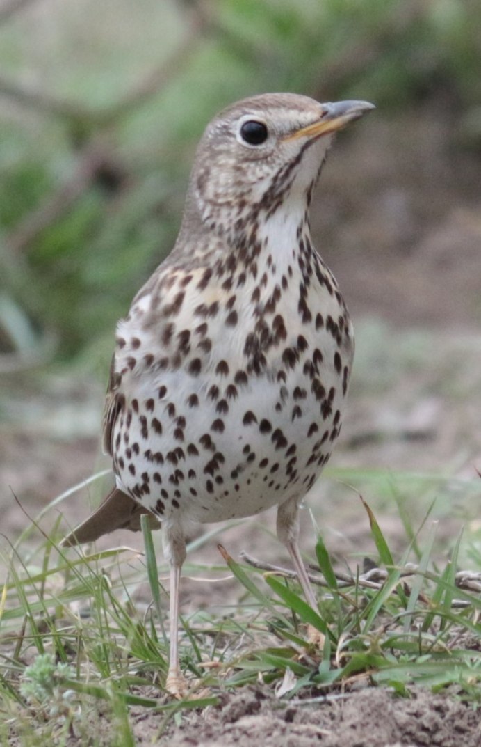 Turdus viscivorus