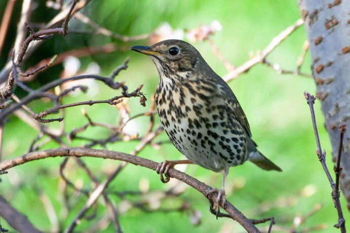 Отряд воробьиных желтогрудка