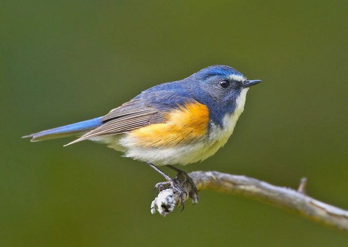 Pardalotus punctatus