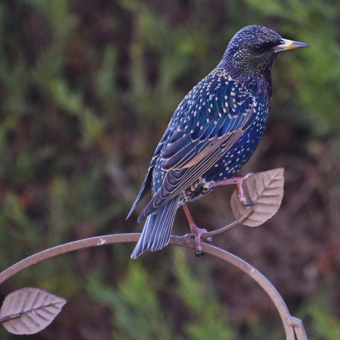 Птица с белой грудкой и длинным клювом