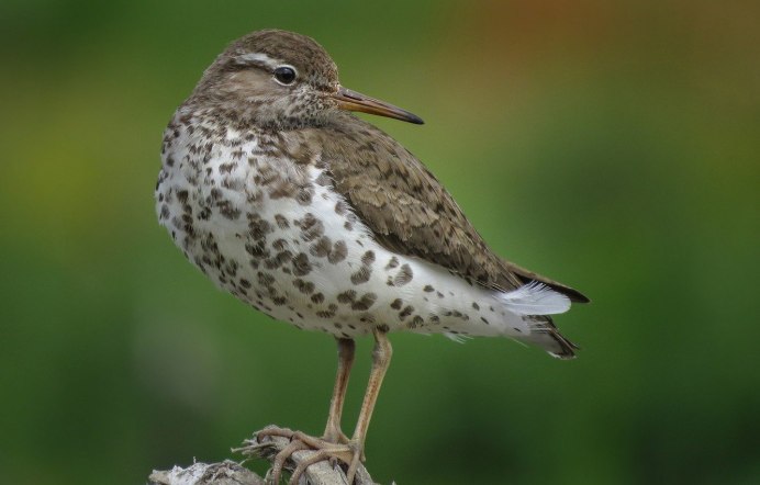 Юрок.(семейство воробьиных)