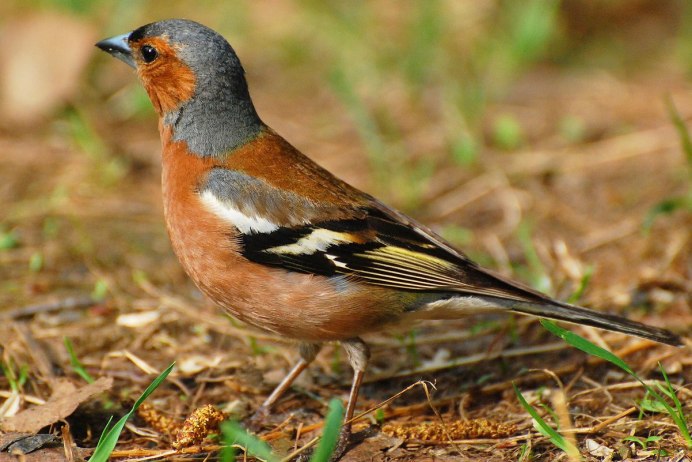 Птица с оранжевой шеей