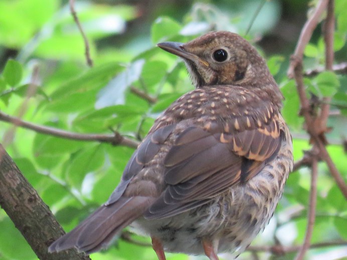 Певчий Дрозд деряба