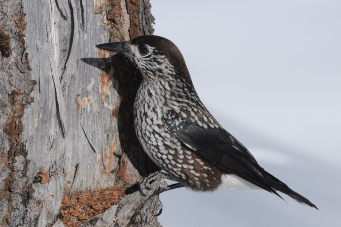 Тигровый астрильд