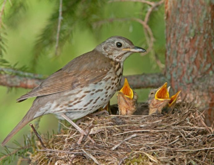 Дрозд и Кедровка