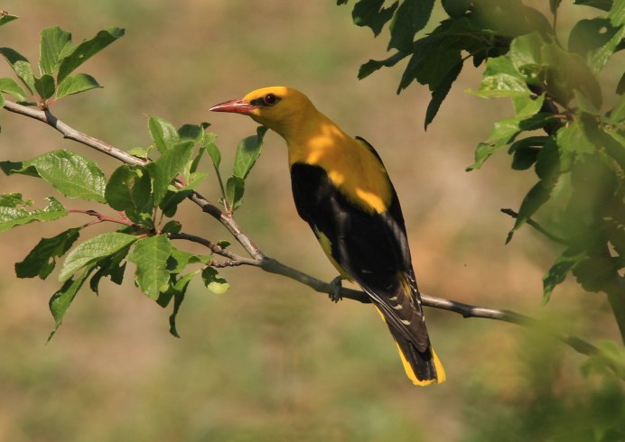 Обыкновенная Иволга Oriolus Oriolus