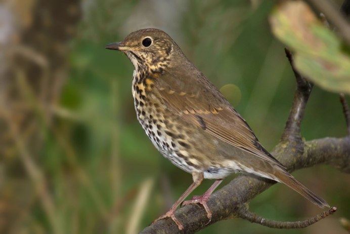 Крапивник Troglodytes Troglodytes