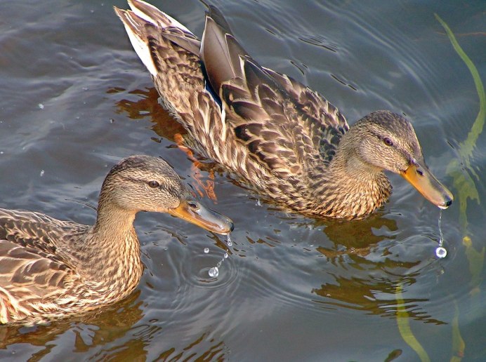Марианская кряква