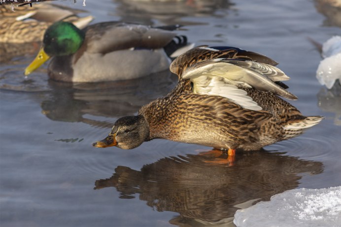 Утка кряква зимующая птица