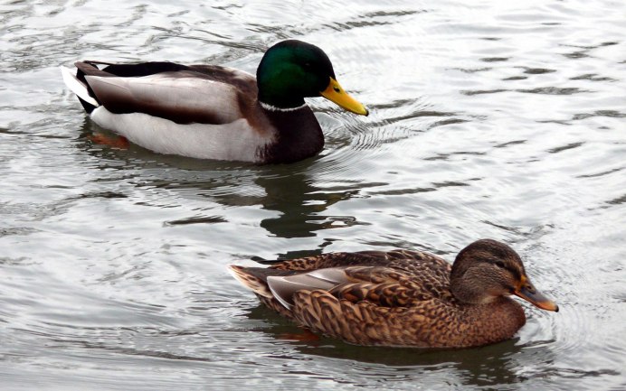 Речная утка кряква