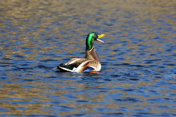 Утки в Санкт-Петербурге