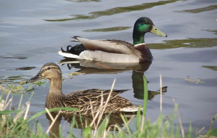 Камышовая утка