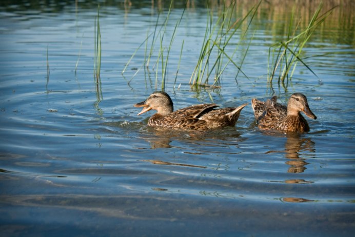 Утиное озеро в Дзержинске