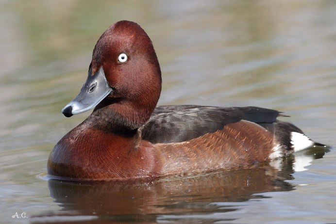 Белоглазая чернеть - Aythya nyroca