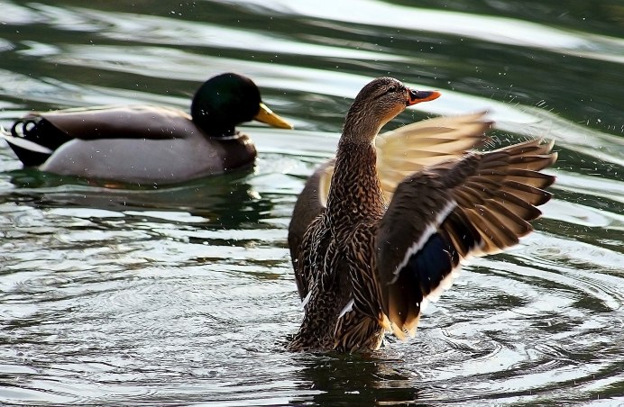 Кряквы на озере